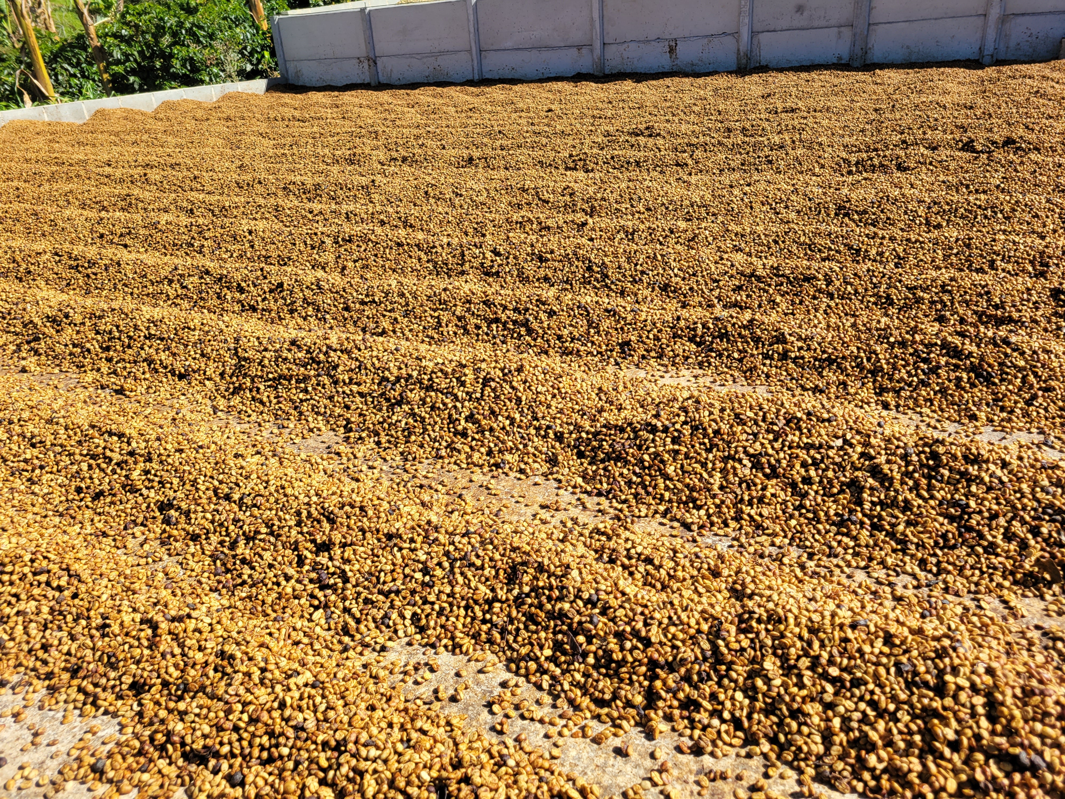 Take Me Home - Light Roast Costa Rica