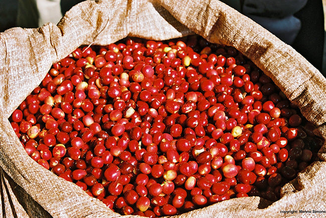 Fresh Perspective - Light Ethiopia