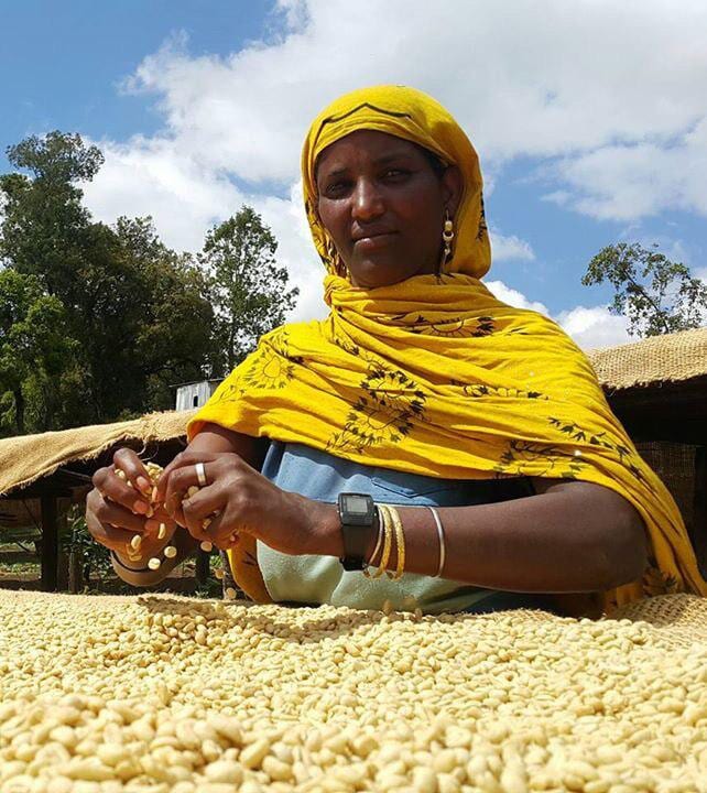Fresh Perspective - Light Ethiopia